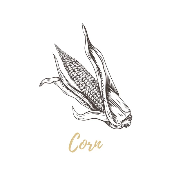 Corn hand Rita vektor konst. — Stock vektor