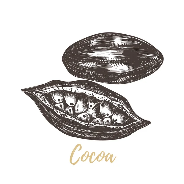 Ескіз какао Векторні ілюстрації . — стоковий вектор