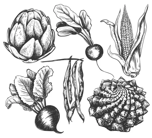 蔬菜收藏手绘插图 — 图库矢量图片