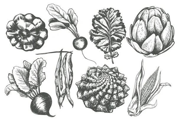 蔬菜收藏手绘插图 — 图库矢量图片