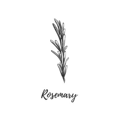 Biberiye vektör çizim. 