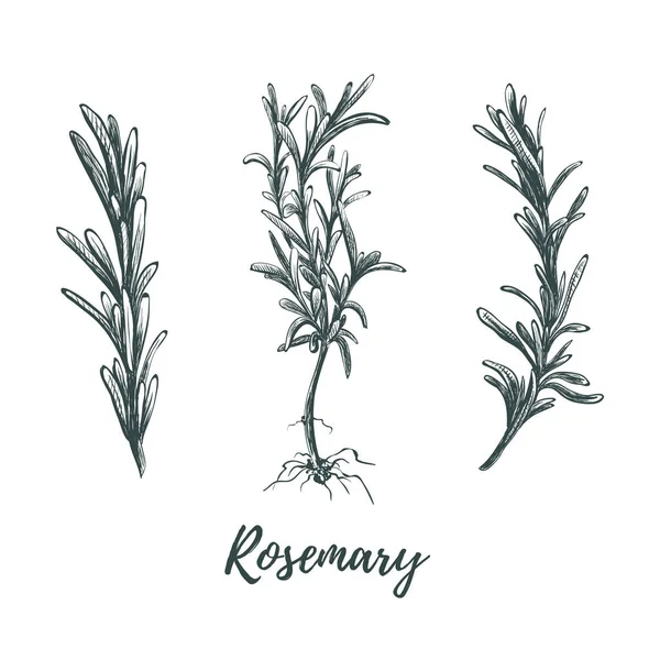 Rosemary set skiss vektorillustration. — Stock vektor