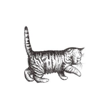 Kitten el çizim vektör illüstrasyon. 