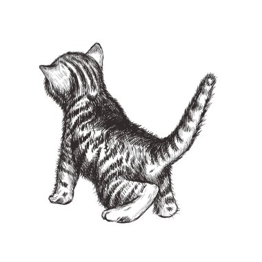 Kitten el çizim vektör illüstrasyon.