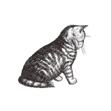 Kedi oturuyor. Kedi çizimel çizimi. 