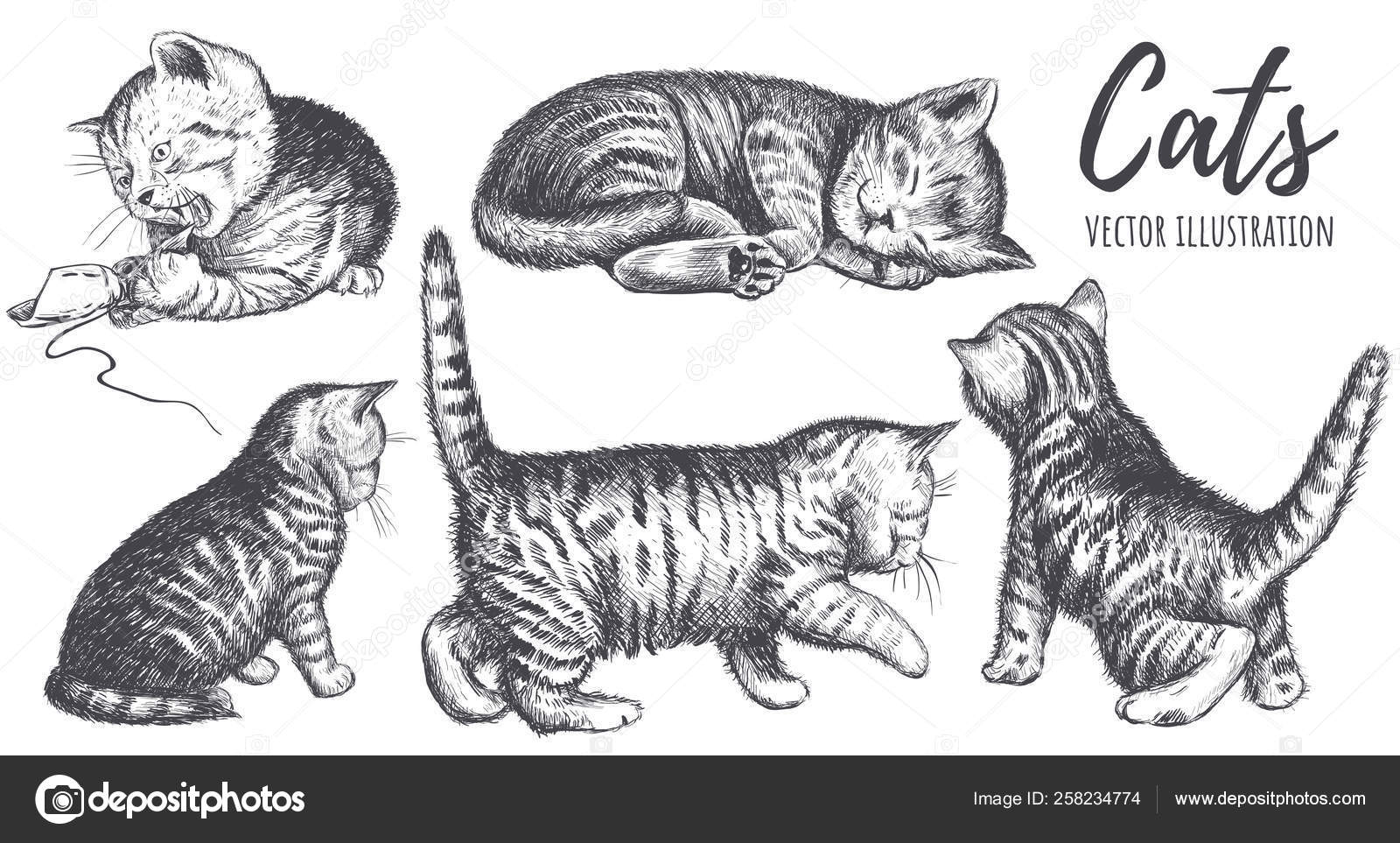 Vetor mão desenho gato 10 imagem vetorial de Alinart© 332078708