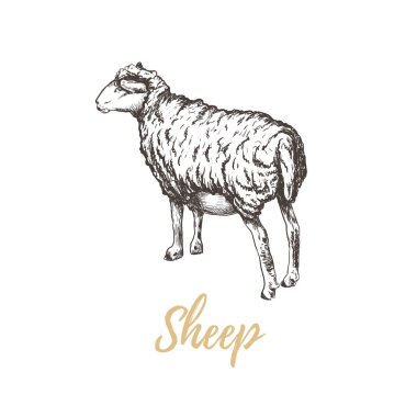 Koyun vektör illüstrasyon. Koyun 