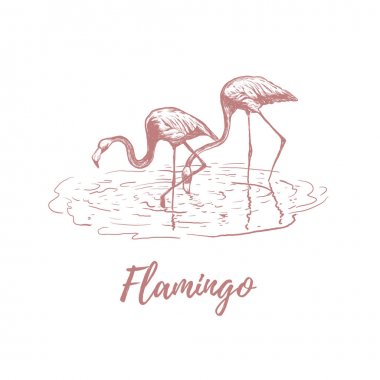 Flamingo su üzerinde. Flamingo krokisi 