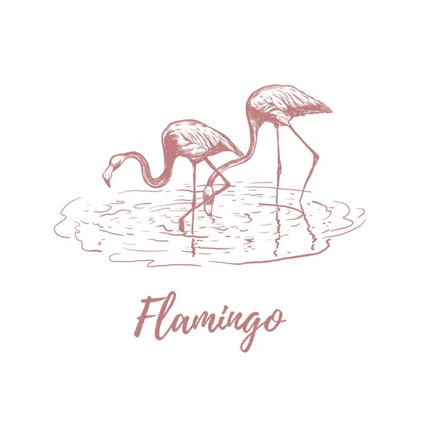 Flamingo på vatten. Flamingo skiss — Stock vektor