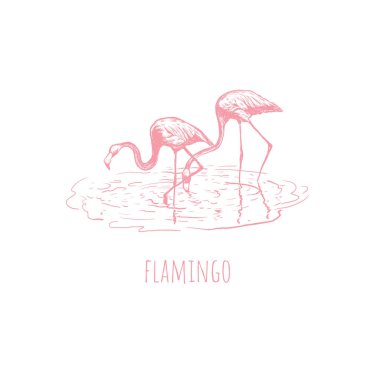 Suda flamingo. 