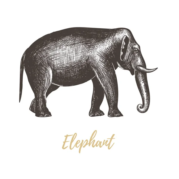 Desenho manual de elefante ilustração vetorial . — Vetor de Stock