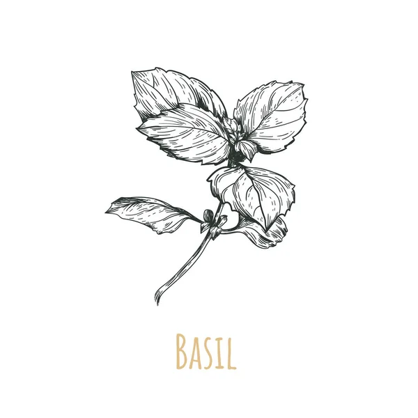 Illustrazione botanica di basilico — Vettoriale Stock