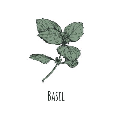 Fesleğen illüstrasyon. Fesleğen el çizimi.