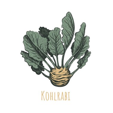 Kohlrabi el çizimi. Kohlrabi vektör 