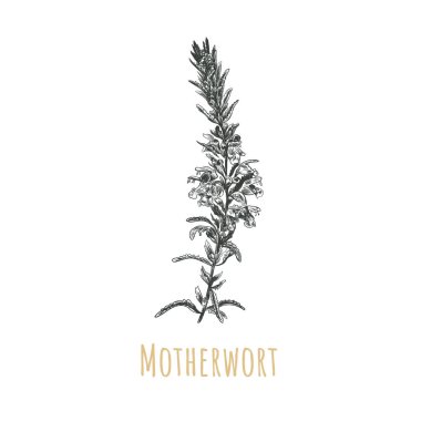 Motherwort taslak vektör çizimi. Leonurus Kardiakası