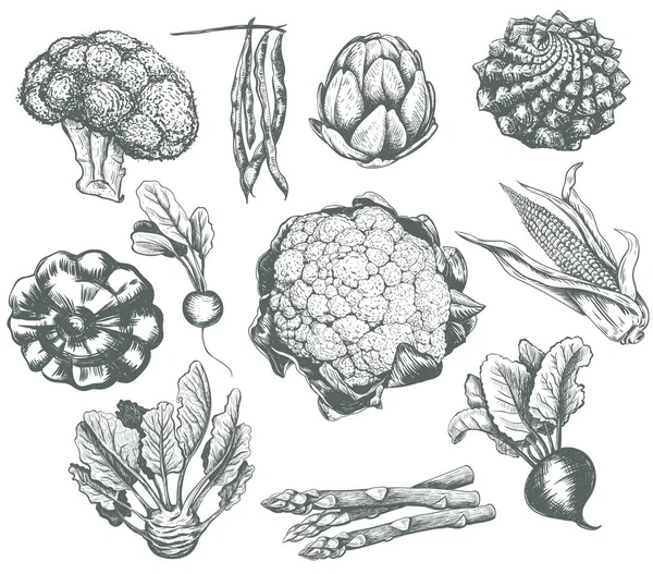 Sebze toplama kroki vektör illüstrasyon