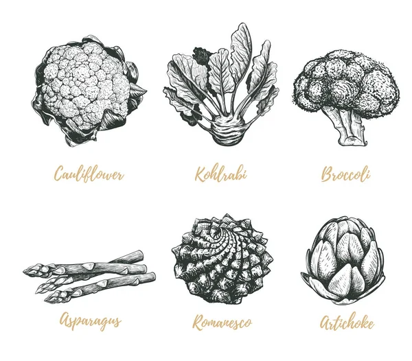 Ilustração vetorial de coleta de vegetais. Desenho de esboço de vegetais . —  Vetores de Stock