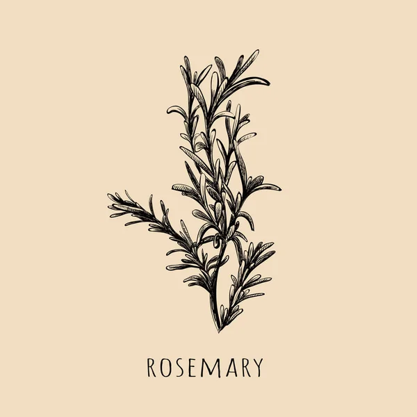 Rosemary má ruční kresbu. Roznáčrt vektoru — Stockový vektor