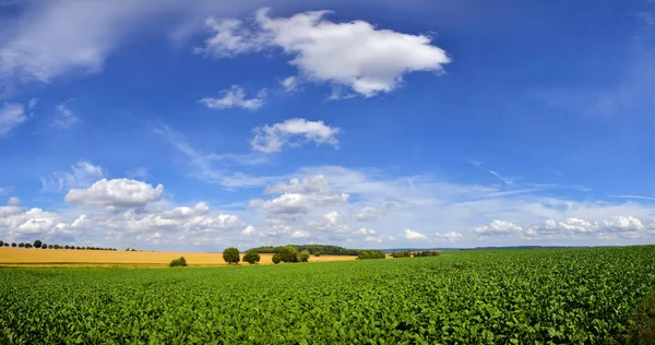 구름이 있는 맑고 푸른 하늘 아래 녹색 재배장 — 스톡 사진