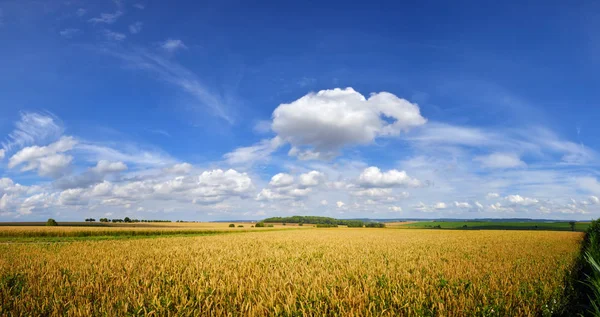 Campo de trigo cultivado sob céu azul claro com nuvens — Fotografia de Stock