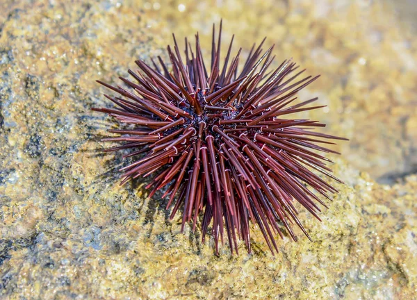 Sea urchin on a stone on the shore of the Red Sea
