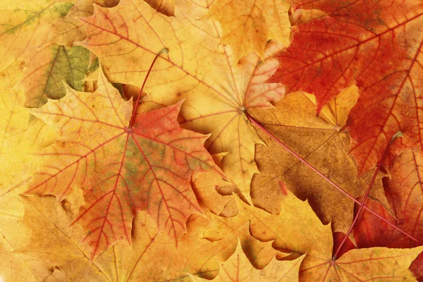 Multi-colored autumn maple leaves as background