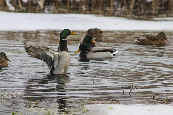 Ducks in the winter swim on the lake among the ice floes