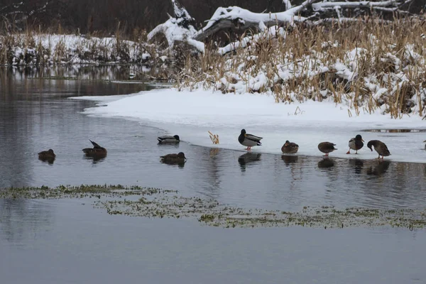 Ducks in the winter swim on the lake among the ice floes