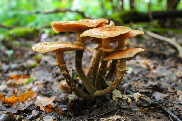 Family of honey agarics in the forest among old foliage — Stock Image Family Honey Agarics Forest Old Foliage Stock Photo