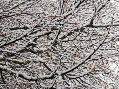 Güzel karlı treebranches kış, Litvanya