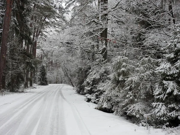 Hermosas Ramas Árboles Nevados Invierno Lituania —  Fotos de Stock