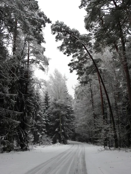 Prachtige Besneeuwde Bomen Leuke Manier Winter Litouwen — Stockfoto