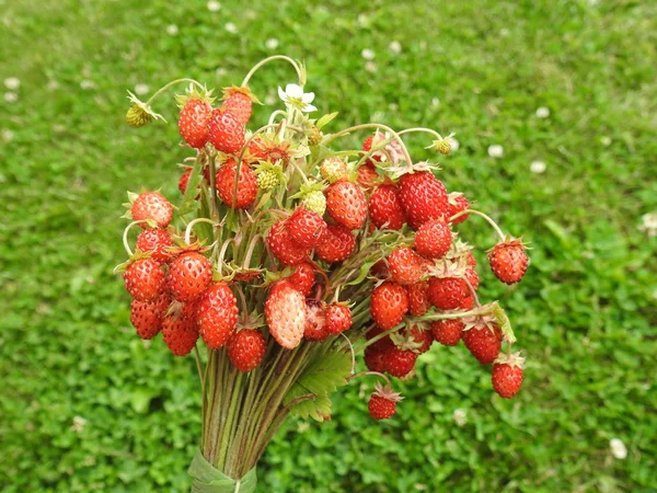 Picareta Cranberry Maduro Vermelho Floresta Verão Lituânia — Fotografia de Stock