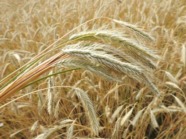 Golden Ripe Rye Grains Field Lithuania — Stock Photo, Image