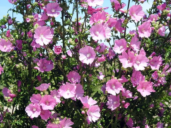 Розовые Дикие Цветы Литуания — стоковое фото