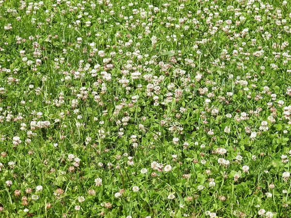 Clover Plant Field Lituânia — Fotografia de Stock