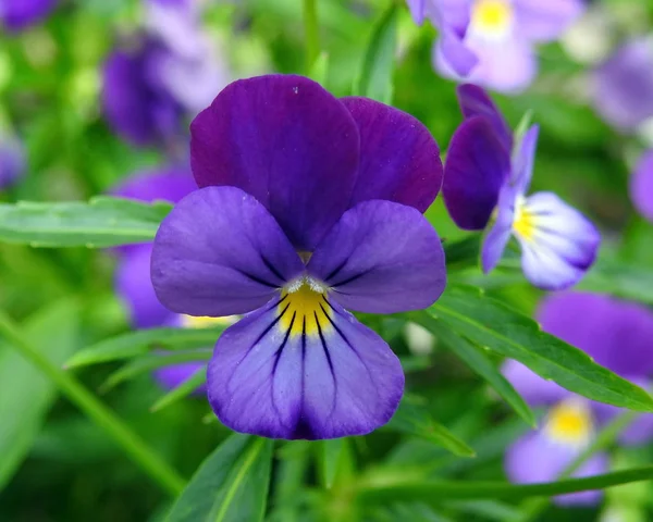 Belle Fleur Bleue Été Lituanie — Photo