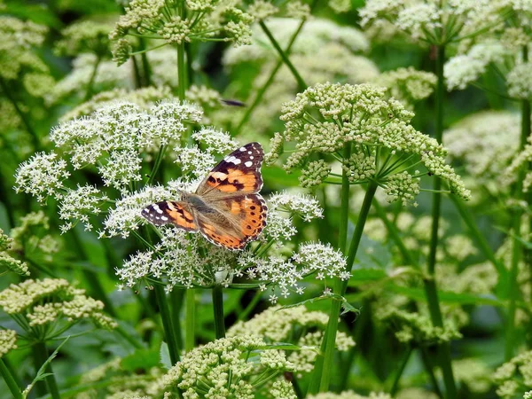 Schöner Orangefarbener Schmetterling Auf Der Wiese Sommer Litauen — Stockfoto