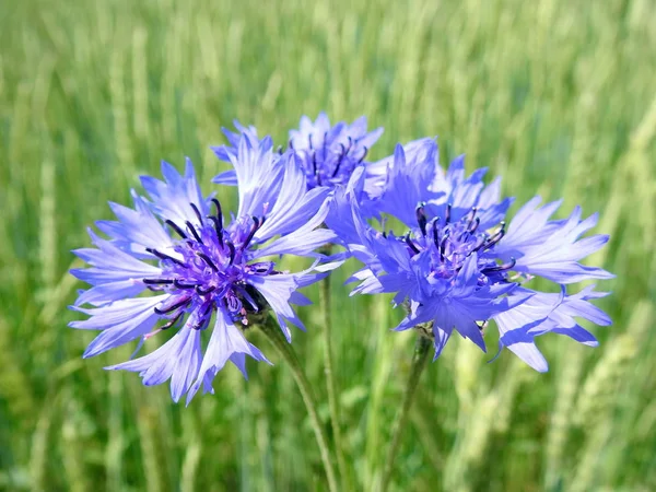 Lindas Flores Milho Azul Prado Lituânia — Fotografia de Stock