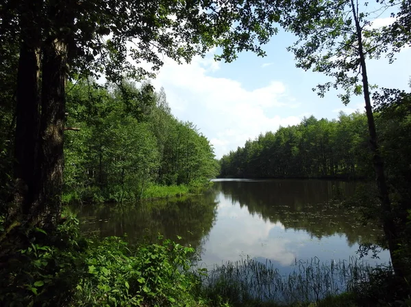 小さな湖の美しい木 リトアニア — ストック写真