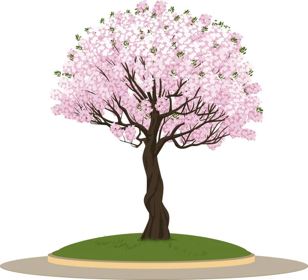 Flores Cerezo Sakura Macizos Flores Ilustración General — Vector de stock
