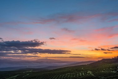 Güneş doğarken zeytin ağaçlarıyla kaplı tepeler haddeleme ile güzel manzara.
