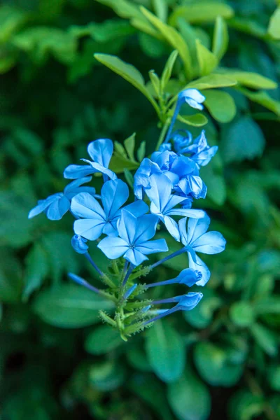 Blå blommor — Stockfoto