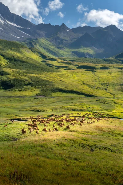 Koe kudde in de Alpen — Stockfoto