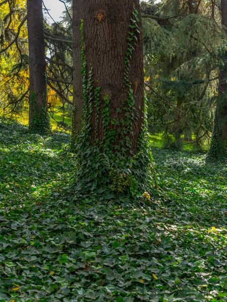 Ivy bedekt grond kruipend de bomen — Stockfoto