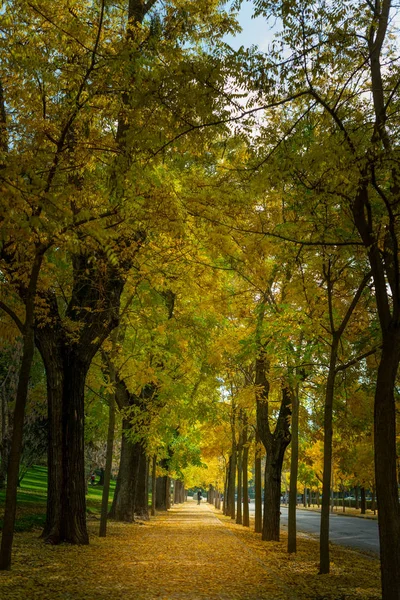 Parkallee im Herbst — Stockfoto