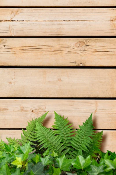 Wood and plants background — Stock Photo, Image
