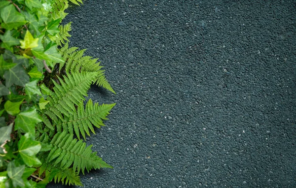 沥青和绿地 — 图库照片