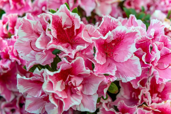 Wit omrande roze azalea's — Stockfoto