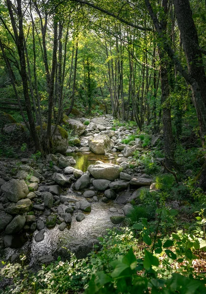 森林小河 — 图库照片